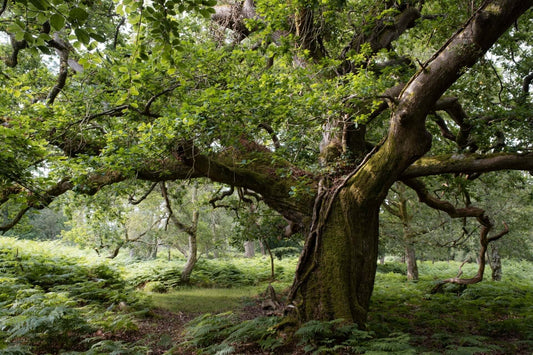 Top Oak Trees for Landscaping