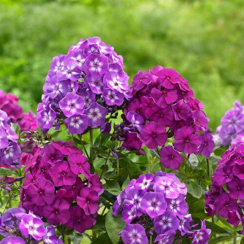 Advantages of Planting Tall Phlox Phlox drummondii