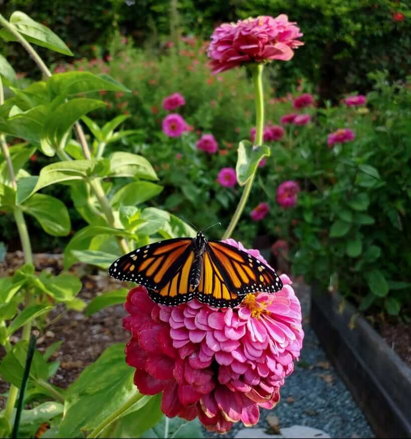 Perennial's Role In Attracting Pollinators