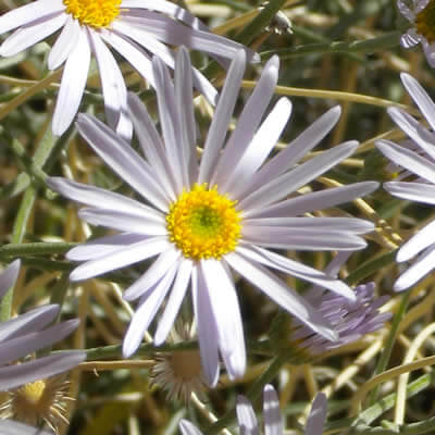 The Herb Fleabane Daisy - Tree Nursery Co
