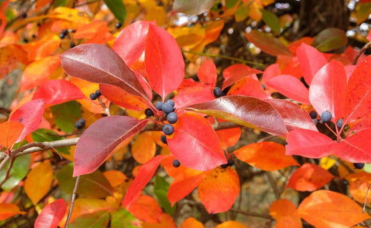Landscaping With Black Gum Trees - Tree Nursery Co