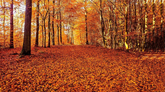 Resilient Plants That Thrive in Autumn