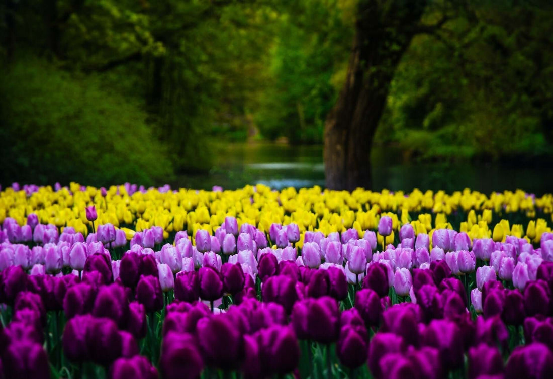 How to Create Your Own Tulip Garden