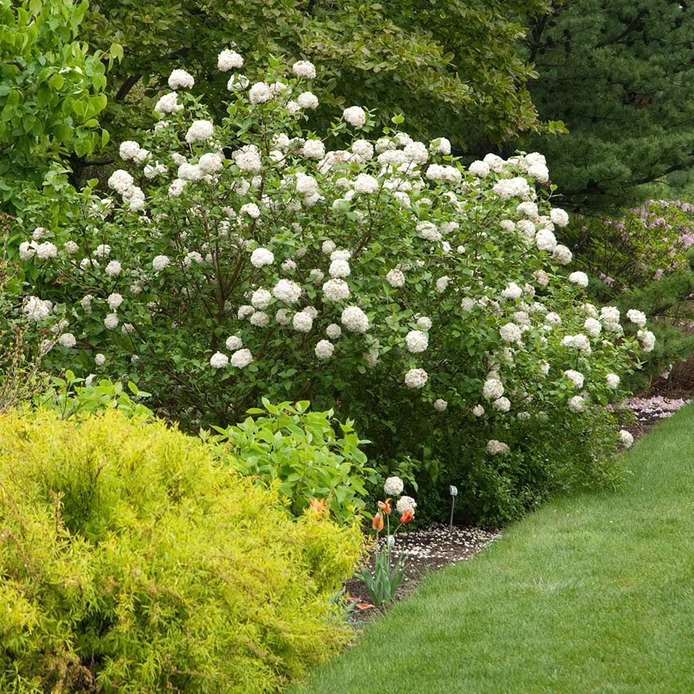 How Shrubs Enhance Landscaping And Add Artistic Design