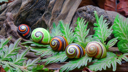 2 Must-Have Rare Ferns