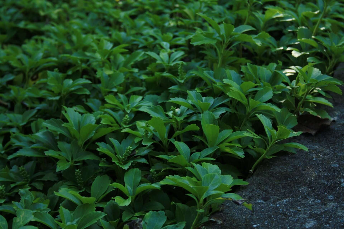 The Many Uses Of Ground Covers