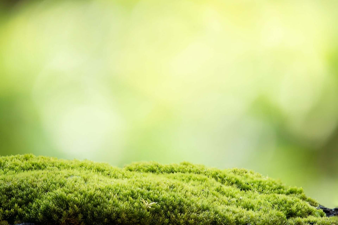 Why Mosses Rock Landscaping