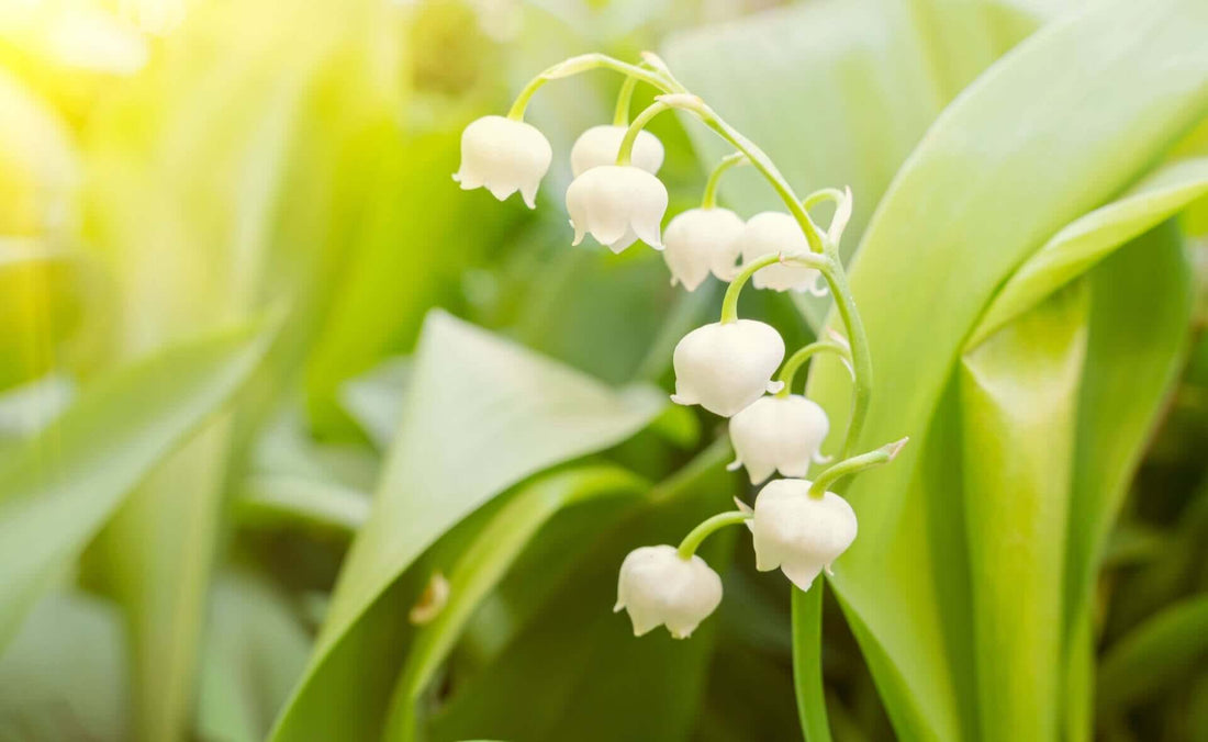 Perennials for Planting Under Trees - Tree Nursery Co