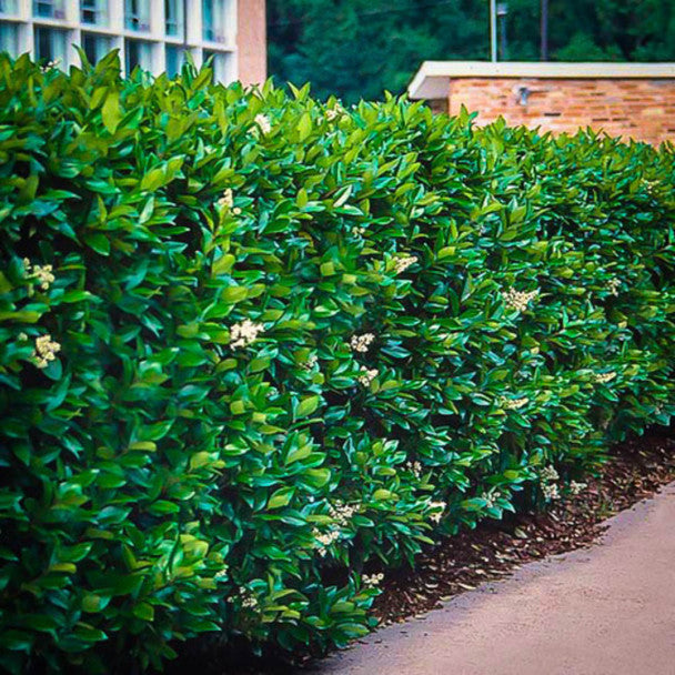 The Many Uses of Planting Larger Shrubs