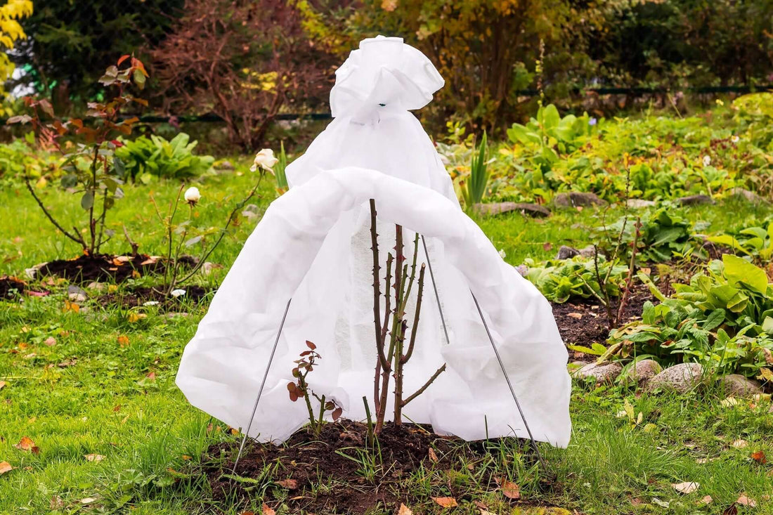 Protecting Young Trees from Frost and Snow