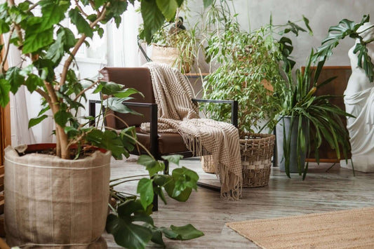 6 Must-Have Indoor Plants for Naturally Cleaner Air