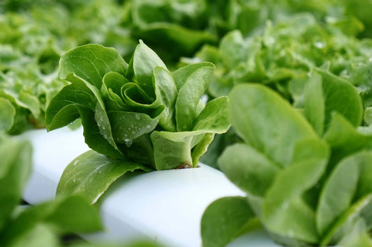 Tomorrow’s Harvest Today