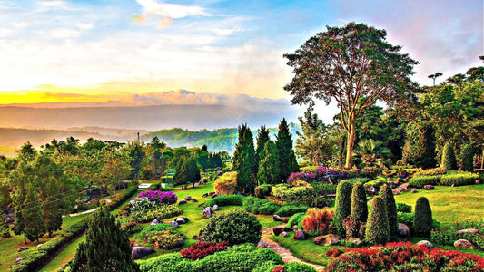 Sowing Success: Seasonal Garden Care for All Four Seasons - Tree Nursery Co