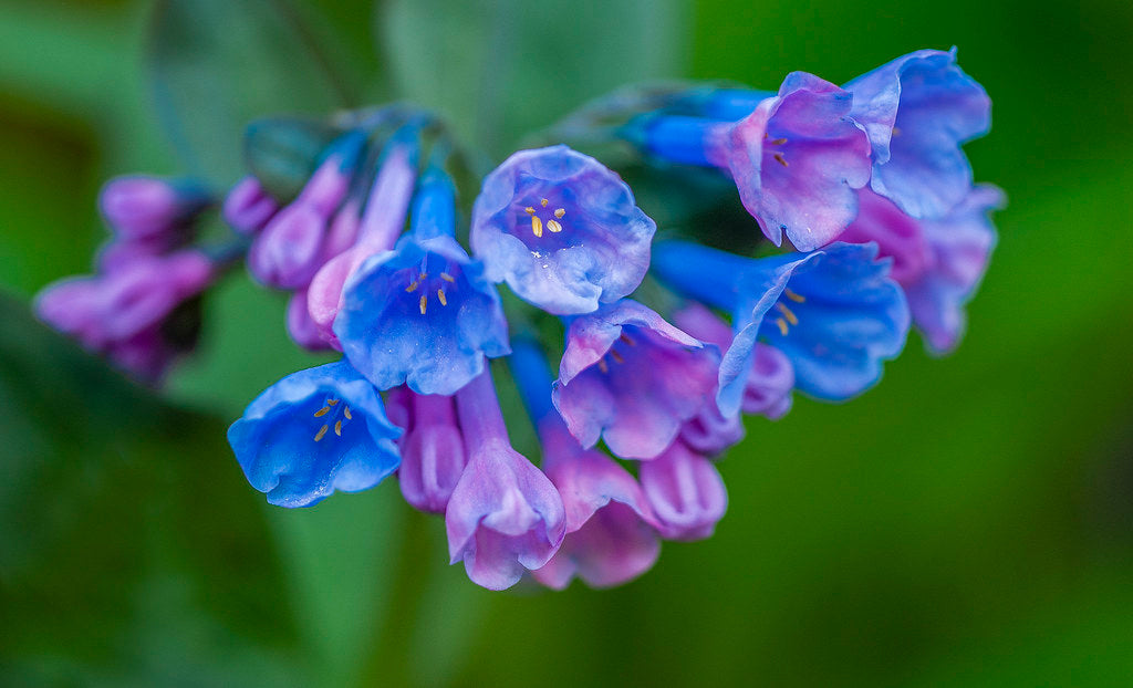 What Makes Virginia Bluebells Stand Out?