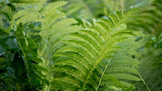 Creating a Haven for Wildlife with Native Ferns - Tree Nursery Co