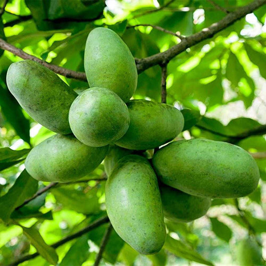Pawpaw Tree - America's Secret Fruit