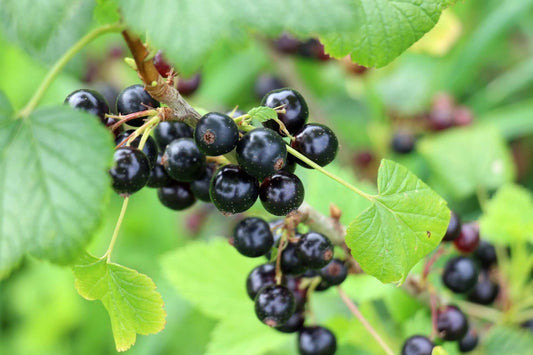 A Sustainable Bounty