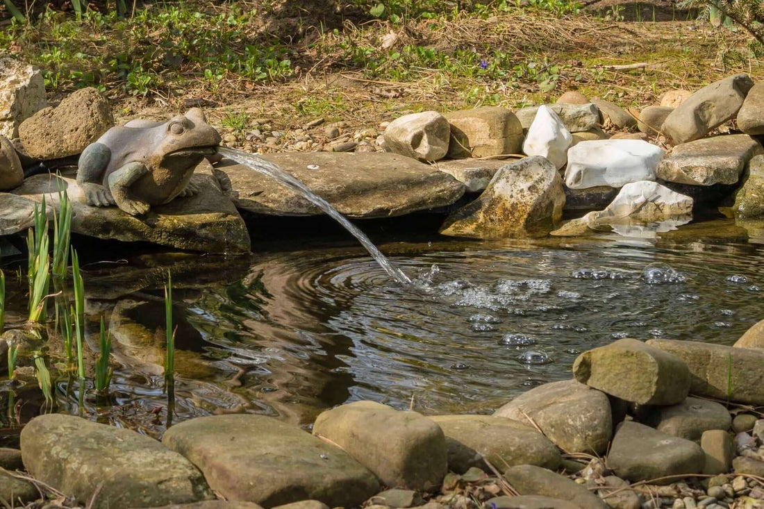 Aquatic Oasis: Pond Planting Essentials