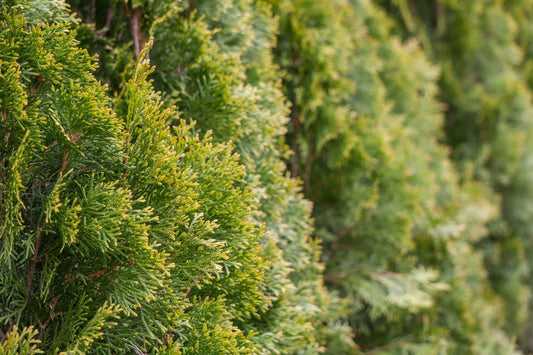 Living Fence Trees for Cost-Effective Privacy