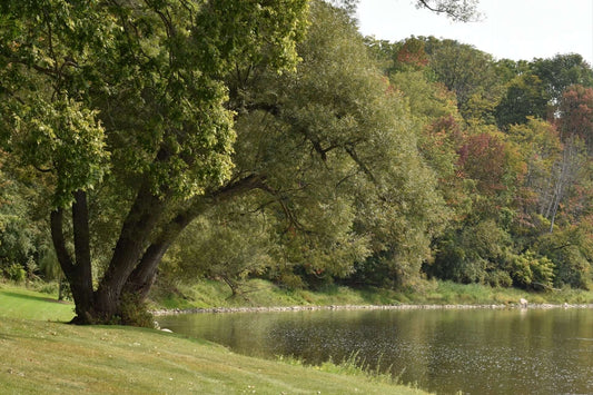 Should You Plant Shade Trees This Year?