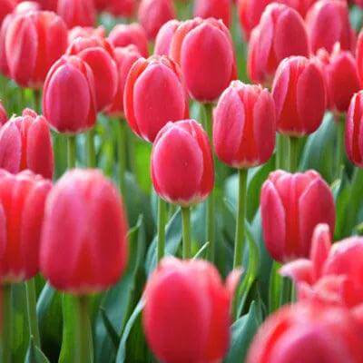 Best Pink Spring Flowers for Your Garden