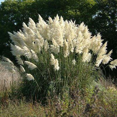 Landscaping With Pampas Grass - Tree Nursery Co