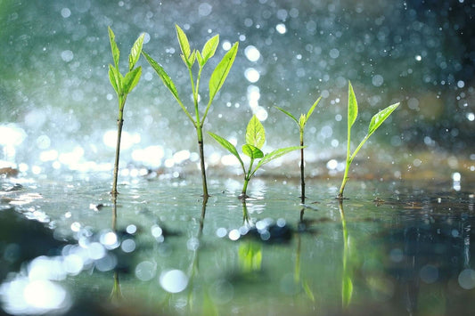A Sustainable Solution