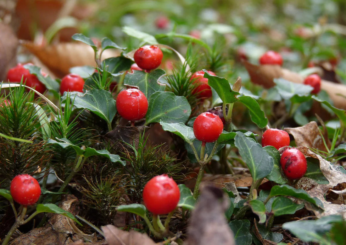 The Partridgeberry Plants Aesthetic Benefits