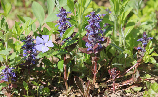 Landscaping Around Sculptured Steps