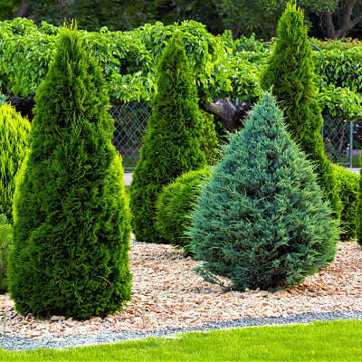 Evergreen Shrubs – Tennessee Wholesale Nursery