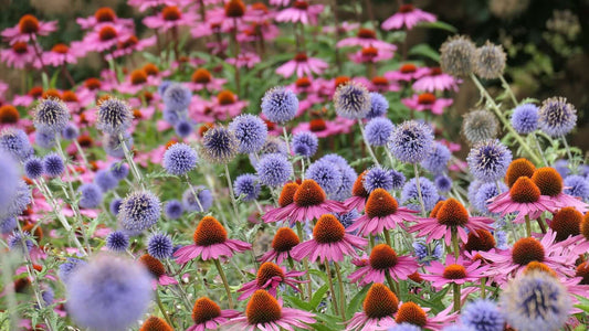 Why You Should Grow Mass Perennials - Tree Nursery Co