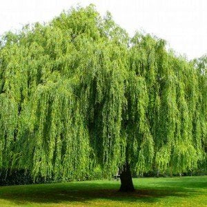 How To Grow Trees Super Fast
