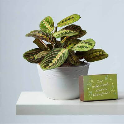 TN Nursery - Newsweek Feature - 5 Benefits of Indoor Plants - Tree Nursery Co