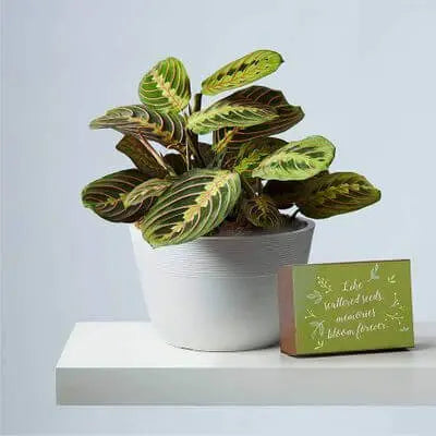 TN Nursery - Newsweek Feature - 5 Benefits of Indoor Plants - Tree Nursery Co