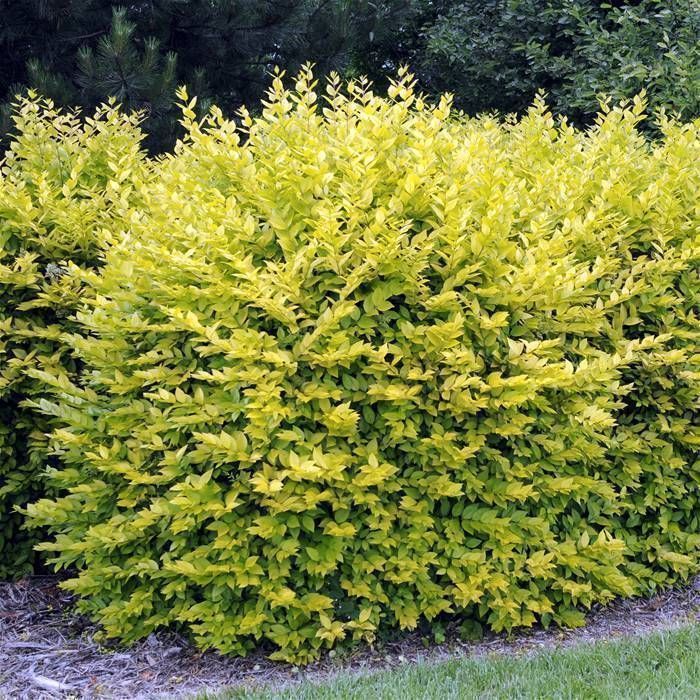 Beautify Your Landscape With A Privacy Hedge