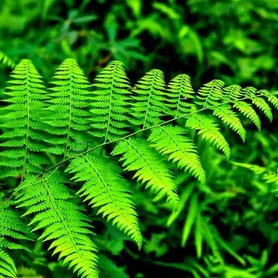 Native Fern Plants Make Excellent Border Plants - Tree Nursery Co