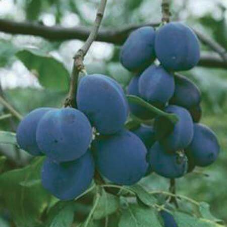 Advantages of Planting the Fruiting Plum Trees