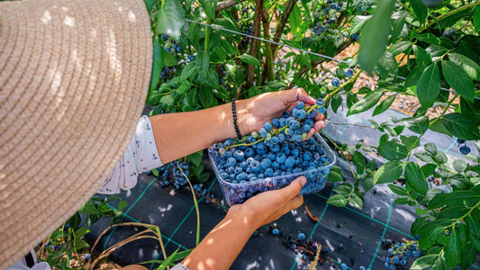 Blueberry Bushes