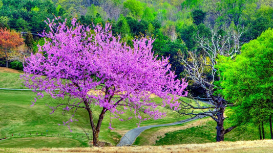 The Value of Redbud Trees - Tree Nursery Co