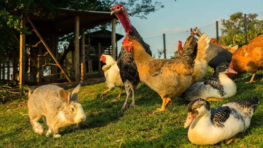 Symbiotic Bliss: How Farm Animals Benefit from Your Garden - Tree Nursery Co