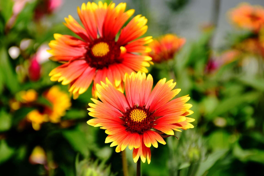 How To Use Blanket Flowers in Your Landscape