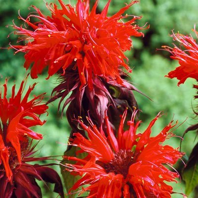 How To Grow Bee Balm Plants - Tree Nursery Co