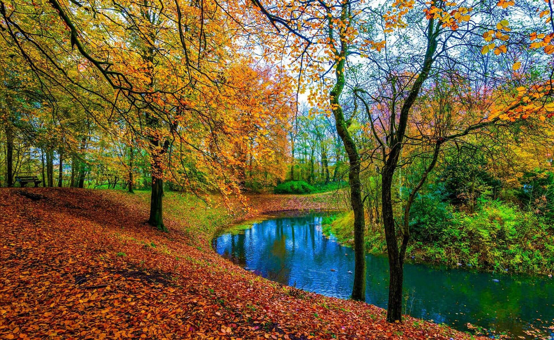 Autumn's Paintbrush: A Visual Feast of Fall Foliage - Tree Nursery Co