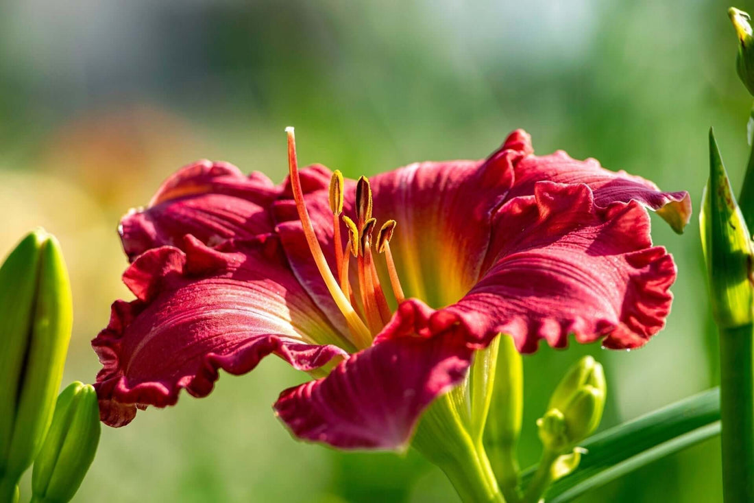 Pest-Resistant Perennials