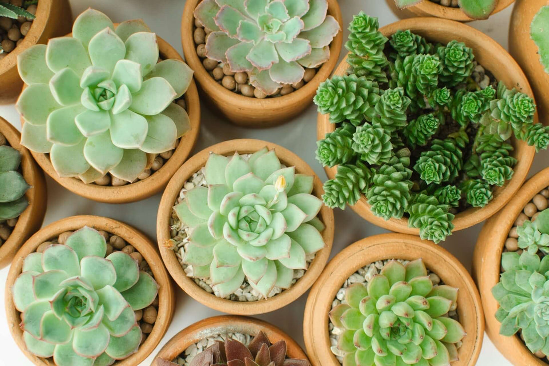 The Magic of Mini Indoor Gardens