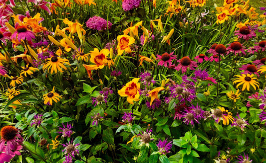 The Beauty and Benefits of Self-Seeding Perennials
