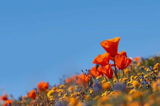 A Complete Guide to Vibrant Blooms