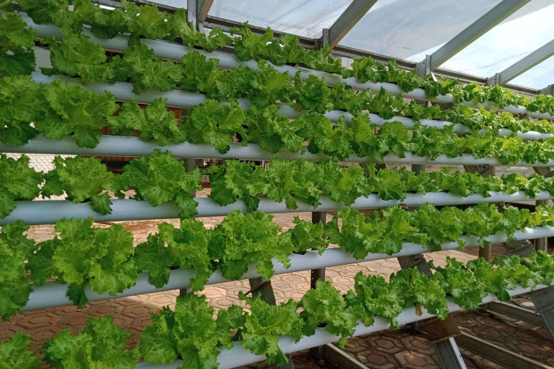 Cultivating Resilience