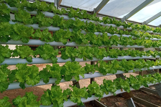 Cultivating Resilience