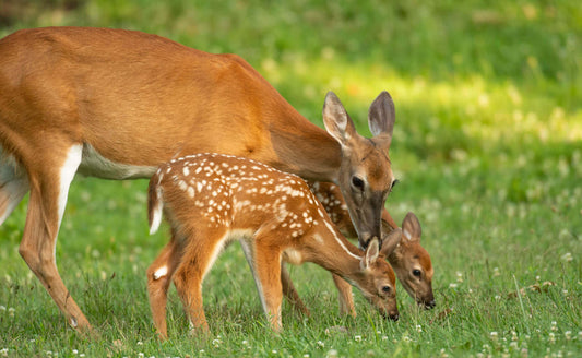 Deer-Resistant Plants: Resilient Garden Choices